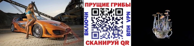 где продают   Вологда  Псилоцибиновые грибы GOLDEN TEACHER 